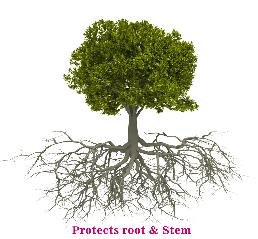 Protects root & Stem