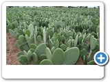 nopal_cactus_1