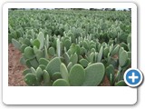 nopal_cactus_1